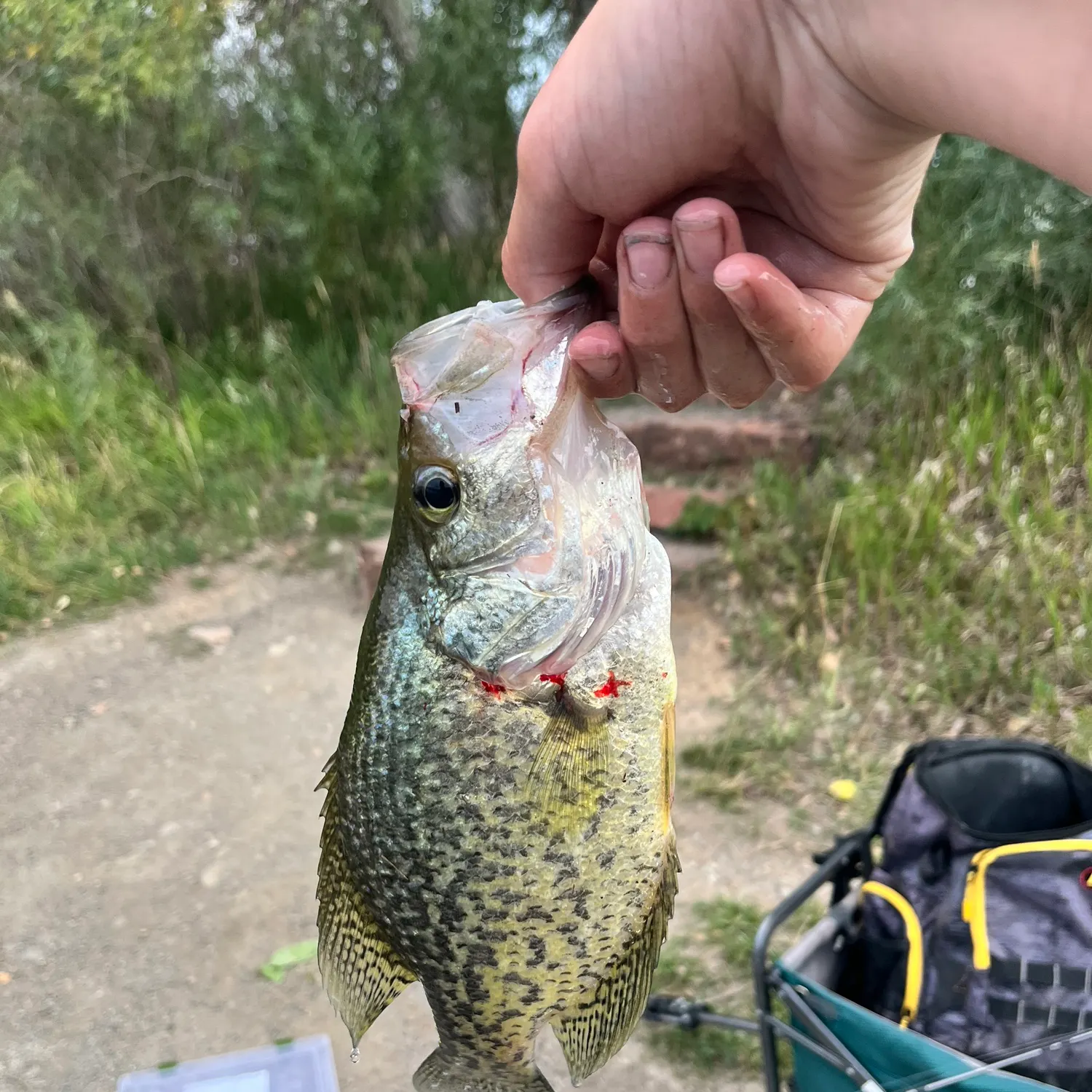 catch