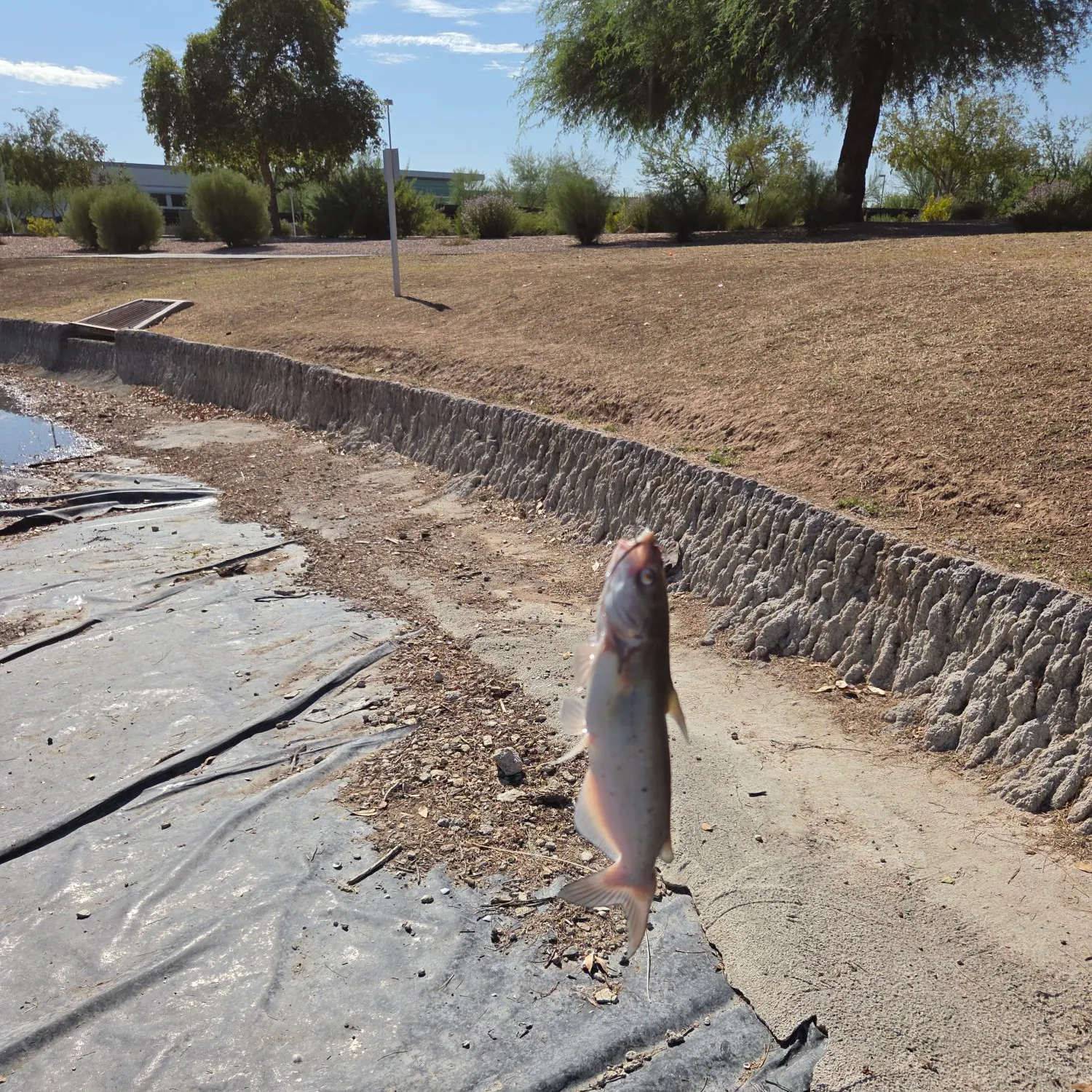 Channel catfish caught on Fishbrain