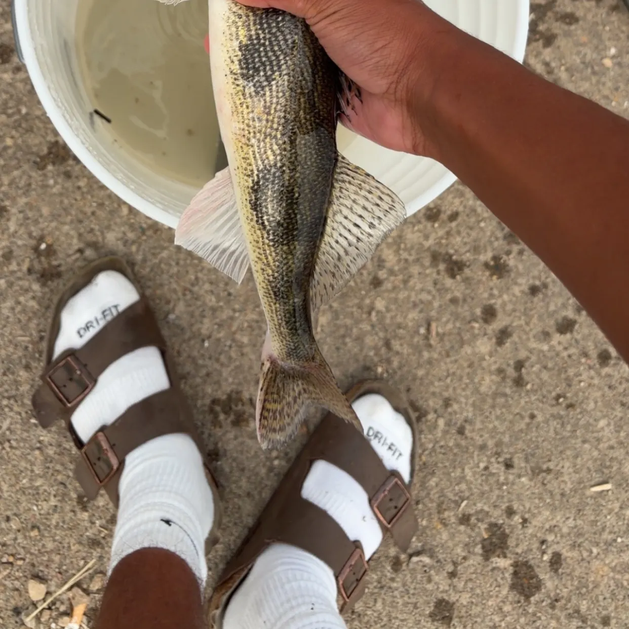 Sauger caught on Fishbrain
