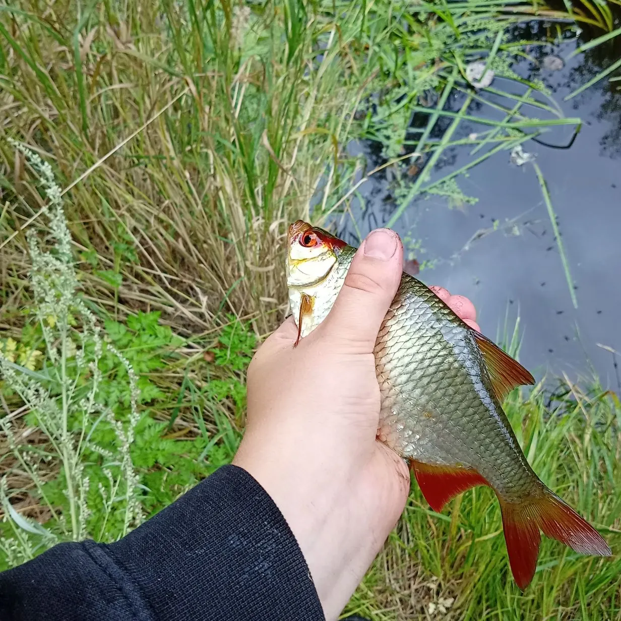 Fish caught on Fishbrain