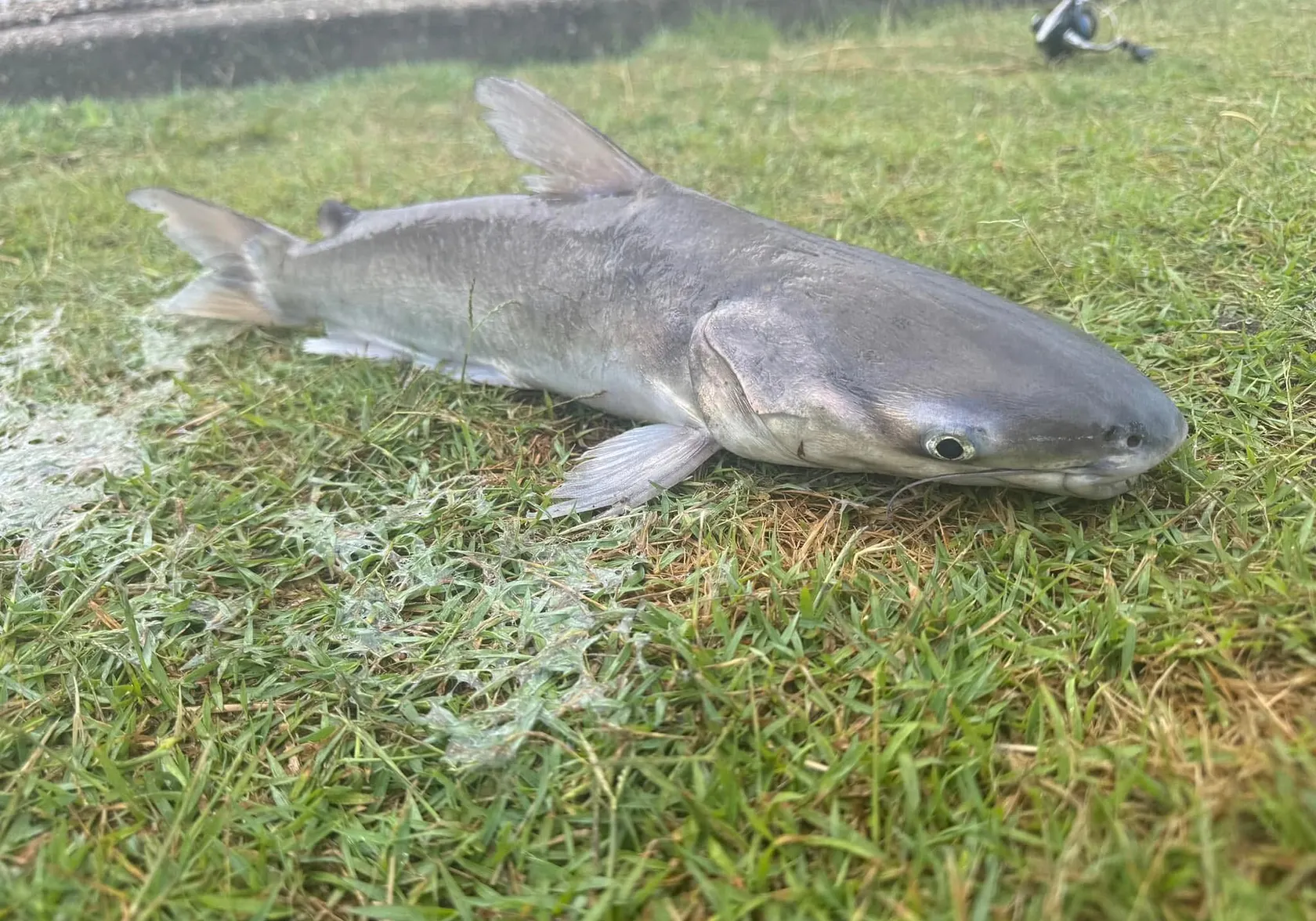 Blue salmon catfish