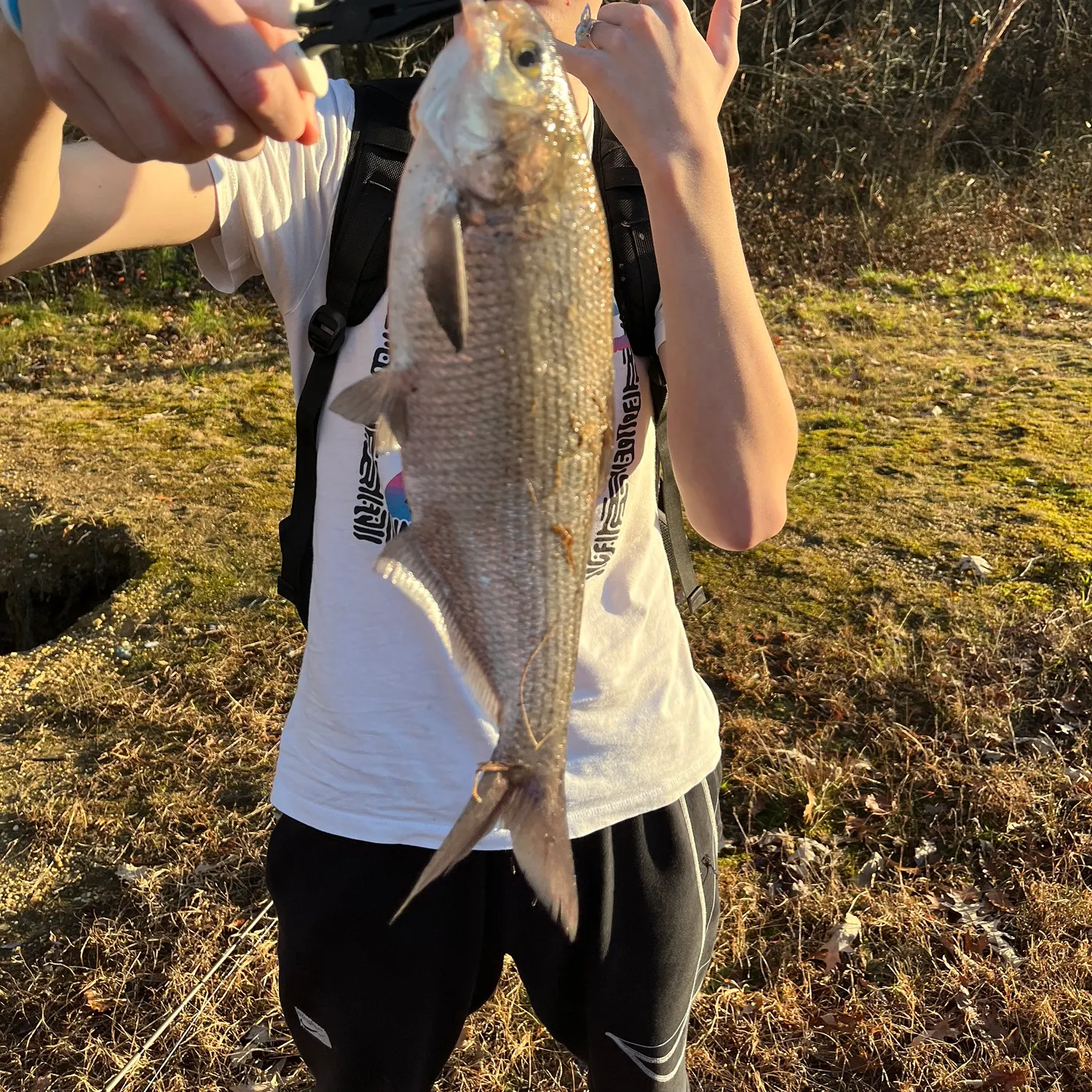 The most recent American gizzard shad catches on Fishbrain
