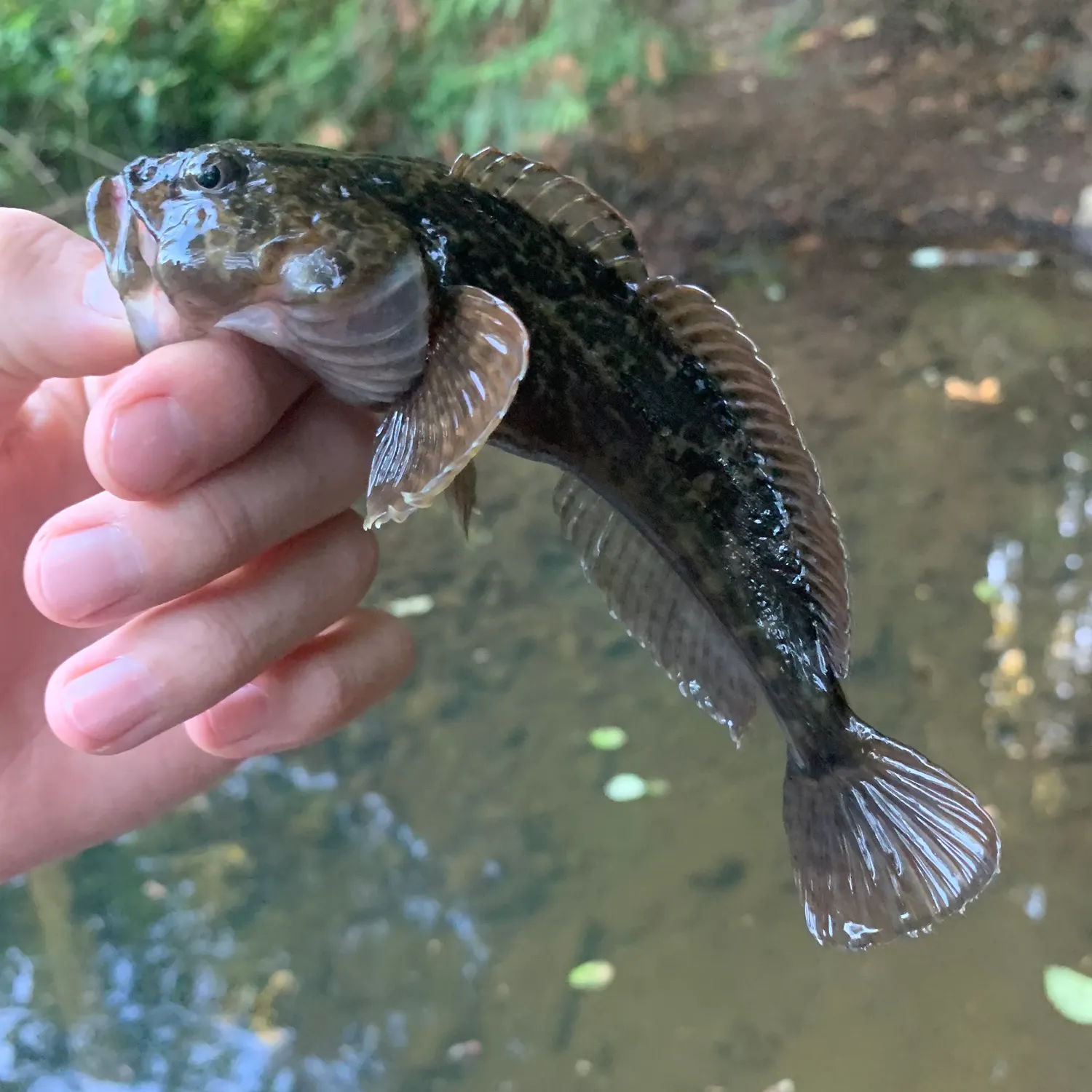 The most recent Mottled sculpin catches on Fishbrain