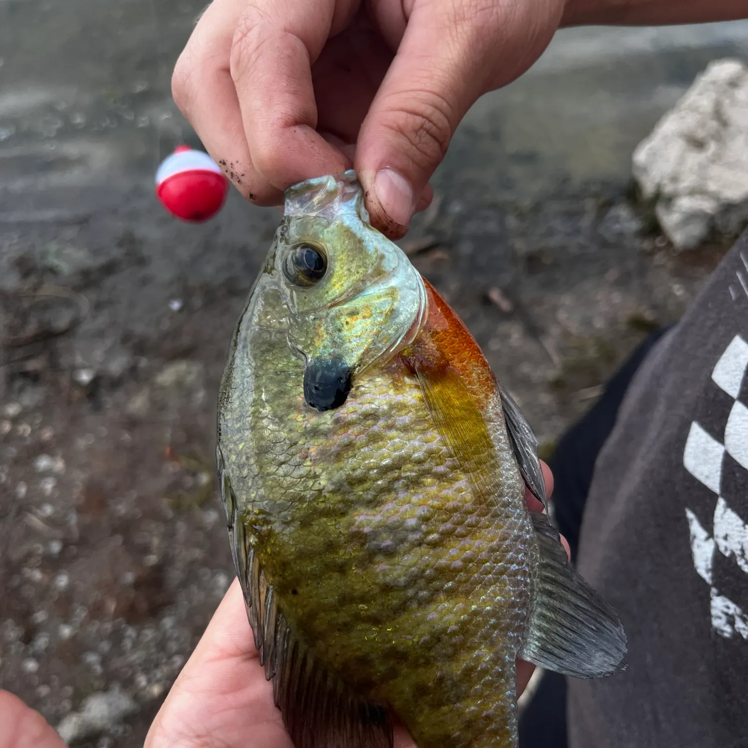 Bluegill caught on Fishbrain