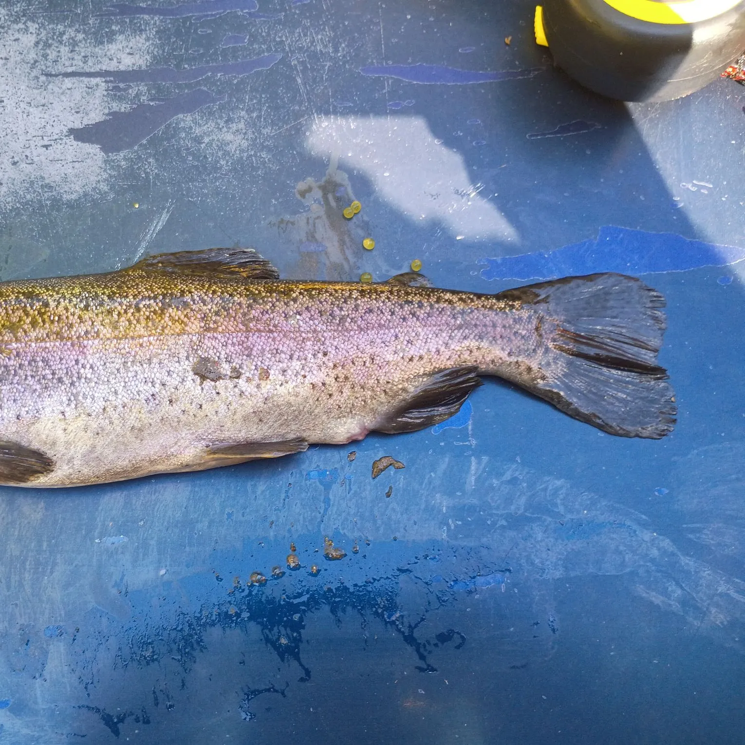 Rainbow trout caught on Fishbrain