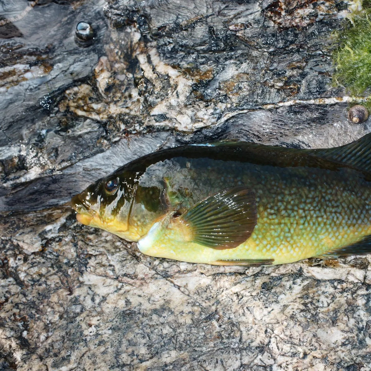 The most recent Ballan wrasse catches on Fishbrain
