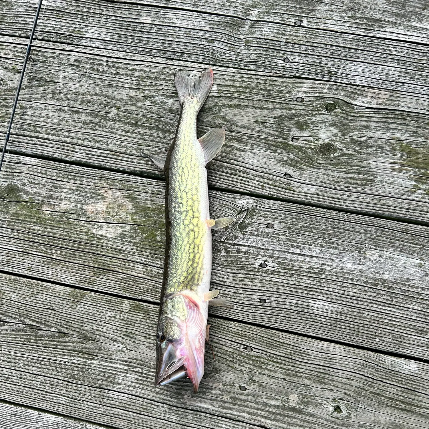 Chain pickerel caught on Fishbrain