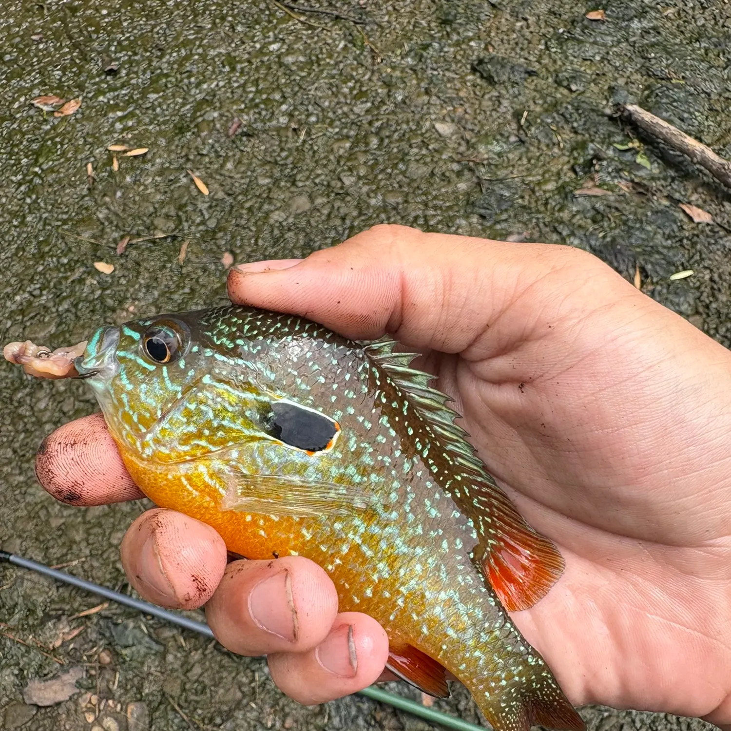 The most recent Swampland longear sunfish catches on Fishbrain