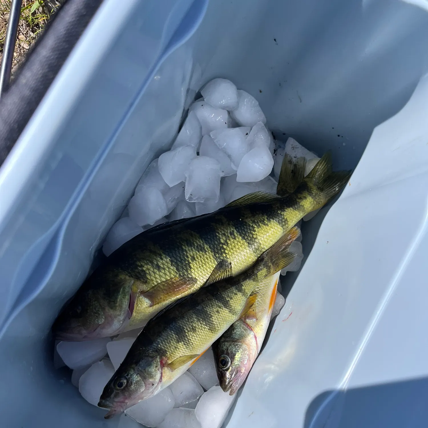 Yellow perch caught on Fishbrain