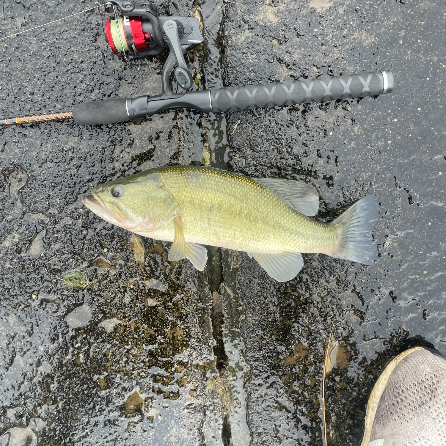 Largemouth bass caught on Fishbrain