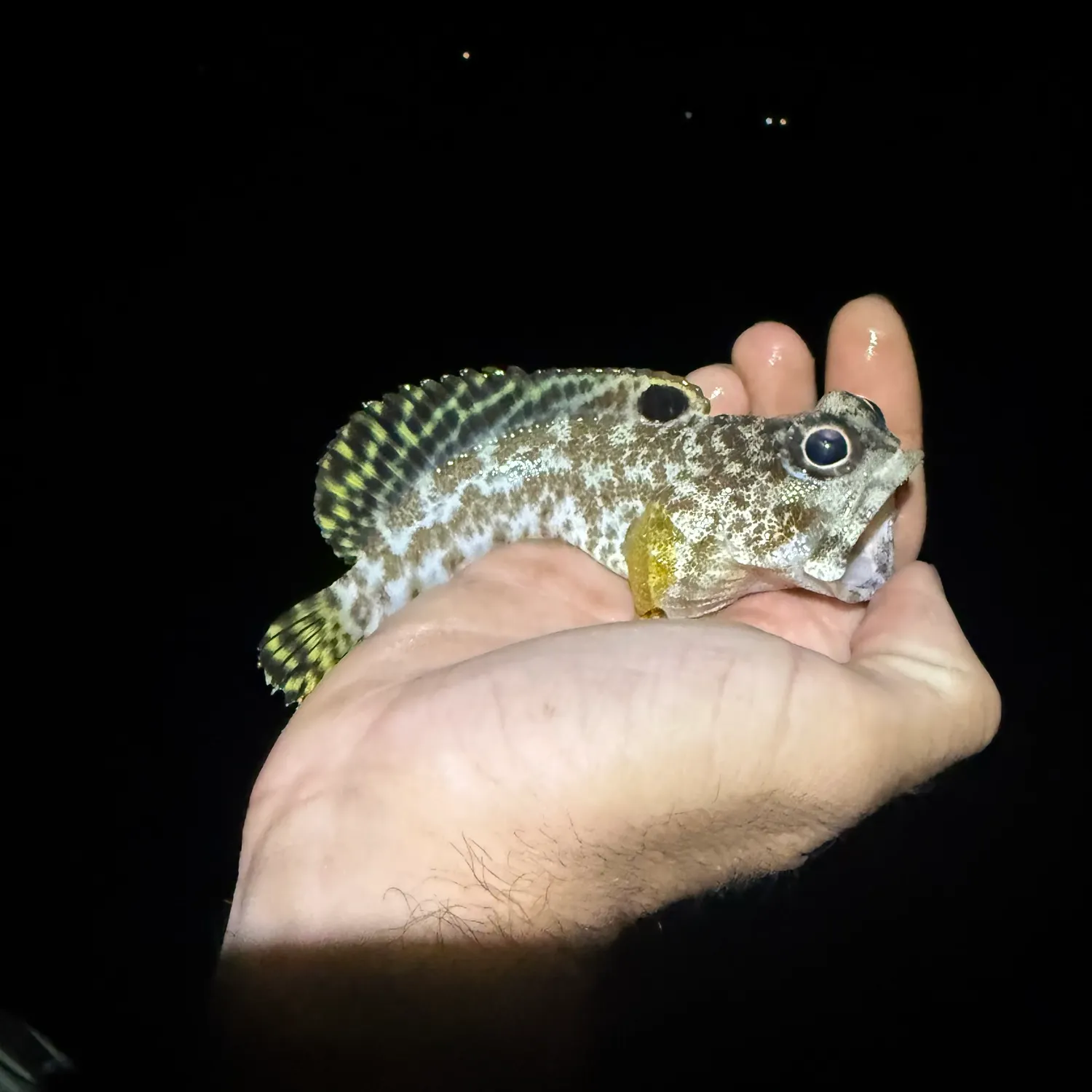 The most recent Gold-specs jawfish catches on Fishbrain