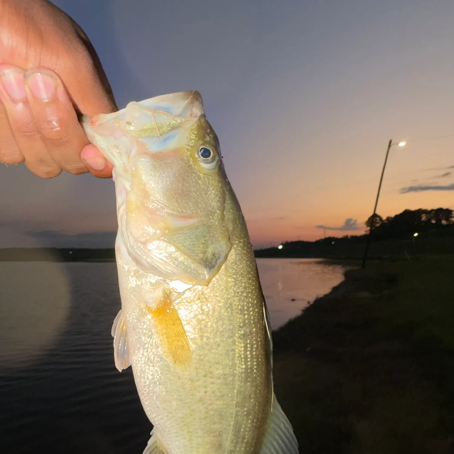 Largemouth bass caught on Fishbrain