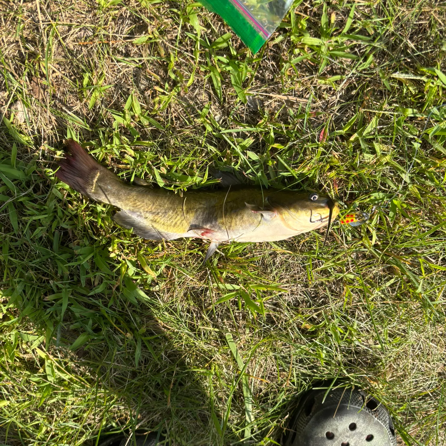 Yellow bullhead caught on Fishbrain