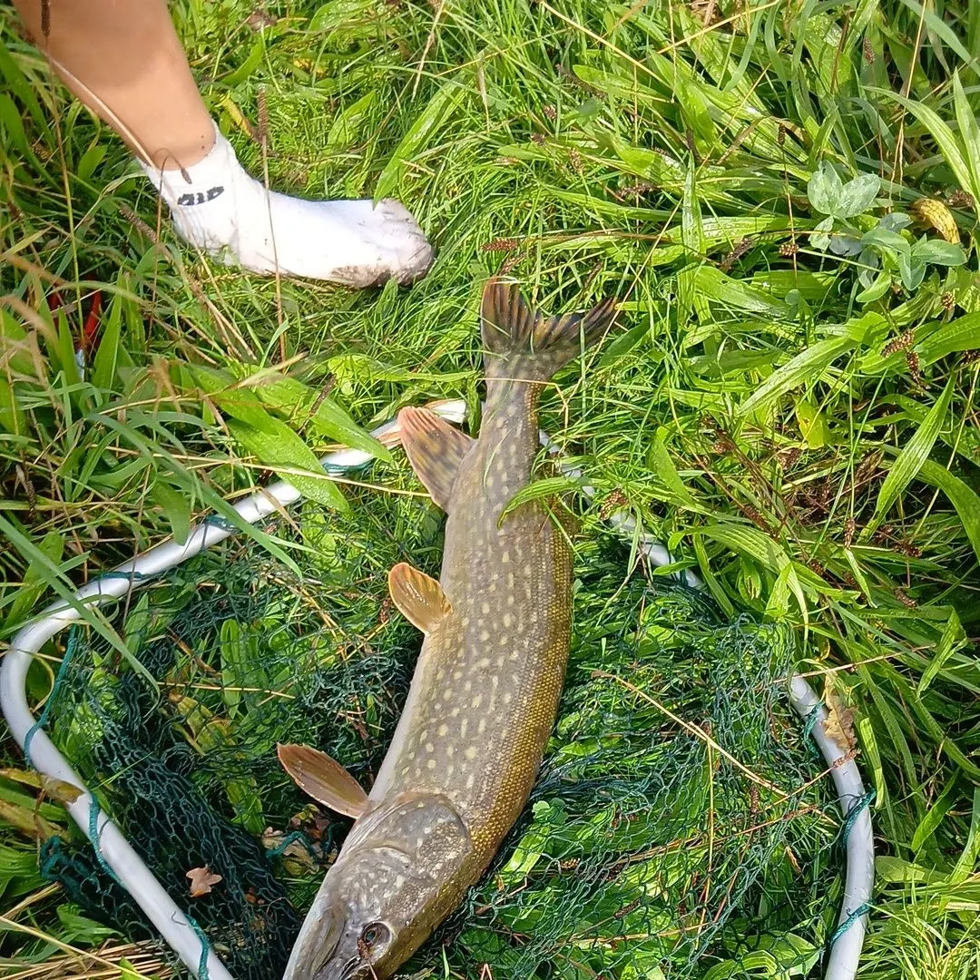 Northern pike caught on Fishbrain