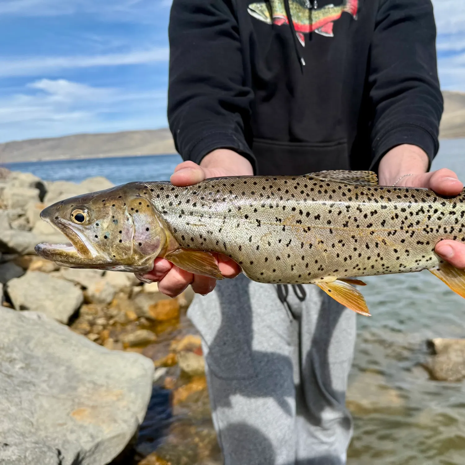 The most recent Bear Lake cutthroat trout catches on Fishbrain
