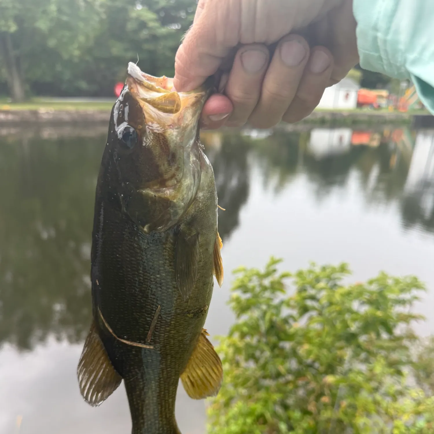 Smallmouth bass caught on Fishbrain
