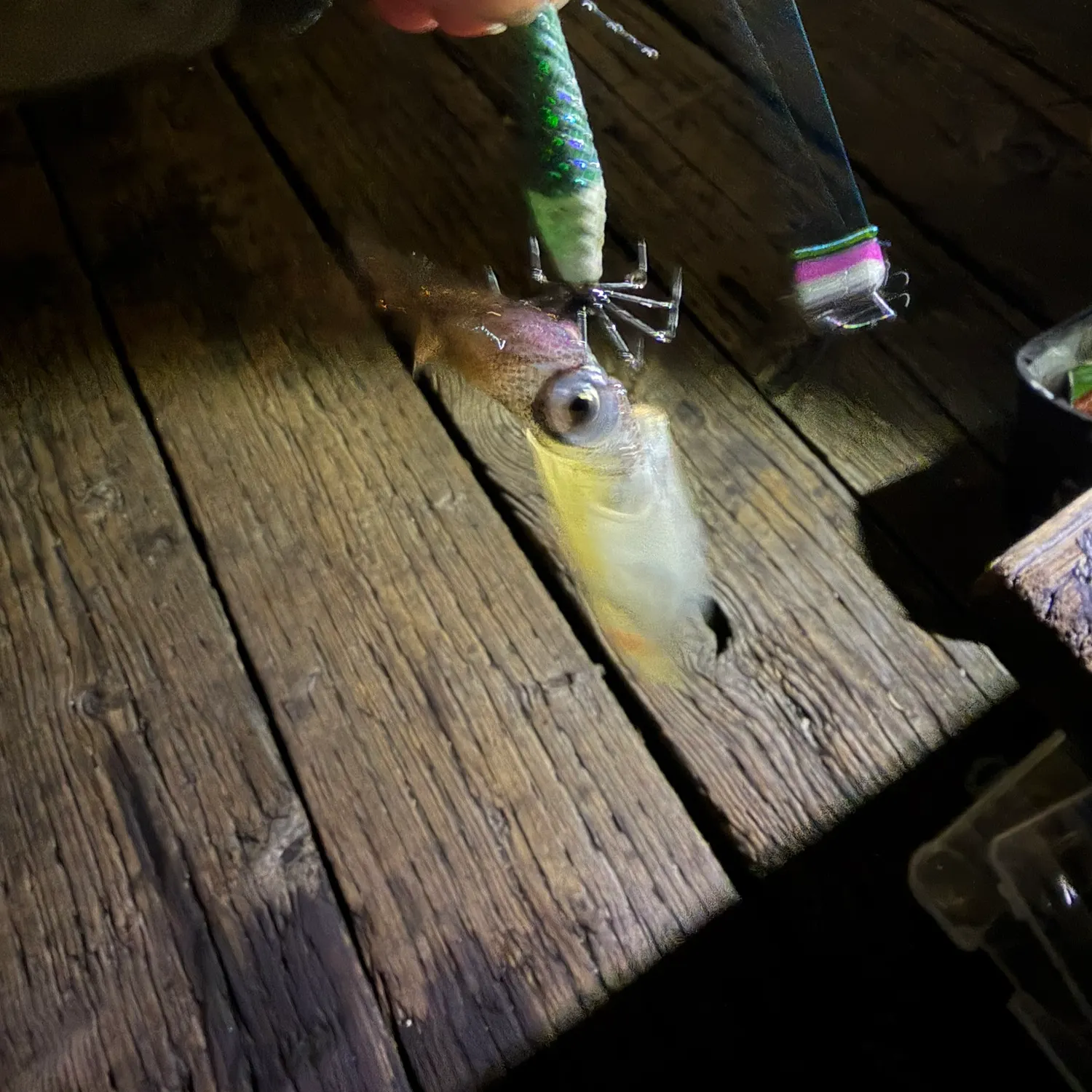 Market squid caught on Fishbrain