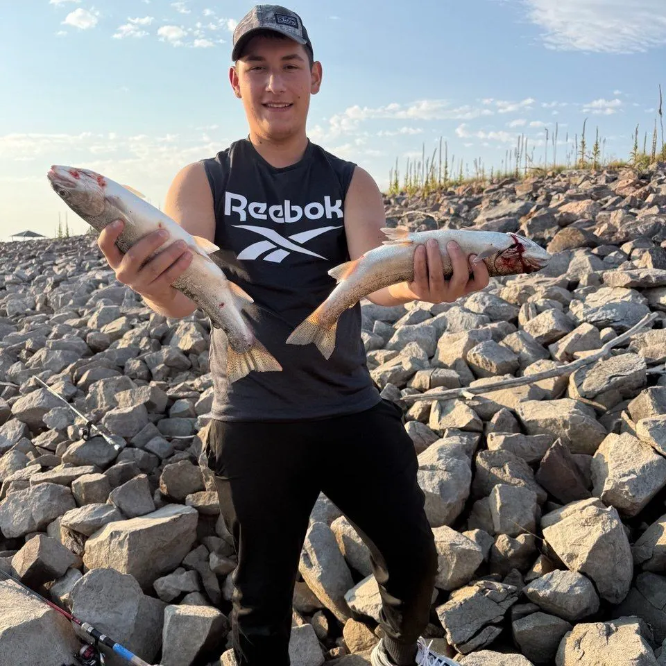 Rainbow trout caught on Fishbrain