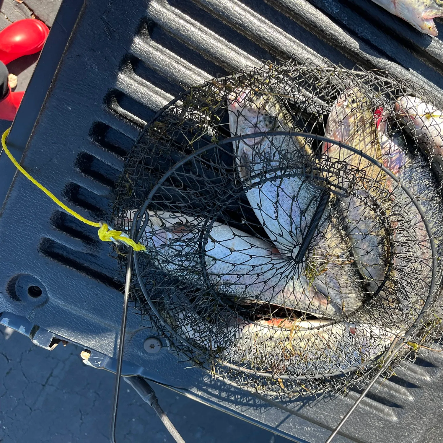 Rainbow trout caught on Fishbrain