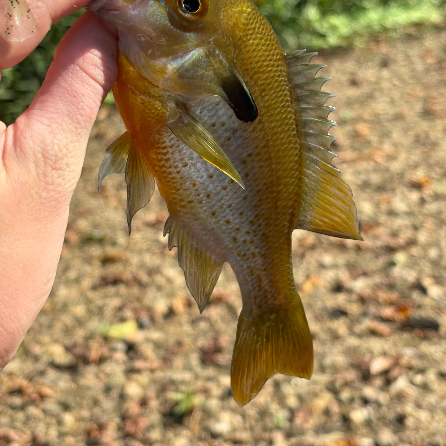 Redbreast sunfish caught on Fishbrain