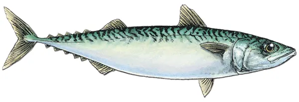 Monterey Spanish mackerel