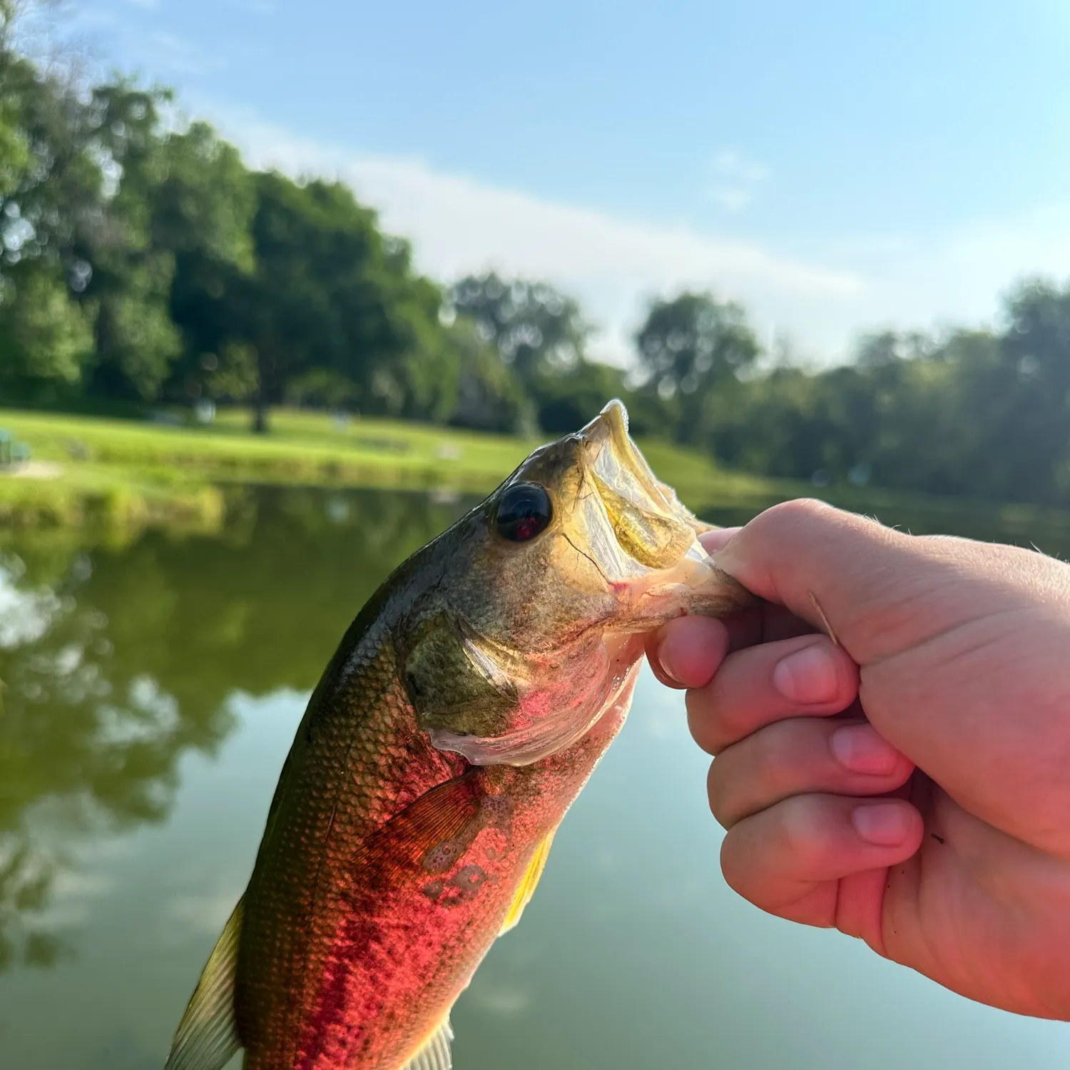 Largemouth bass caught on Fishbrain