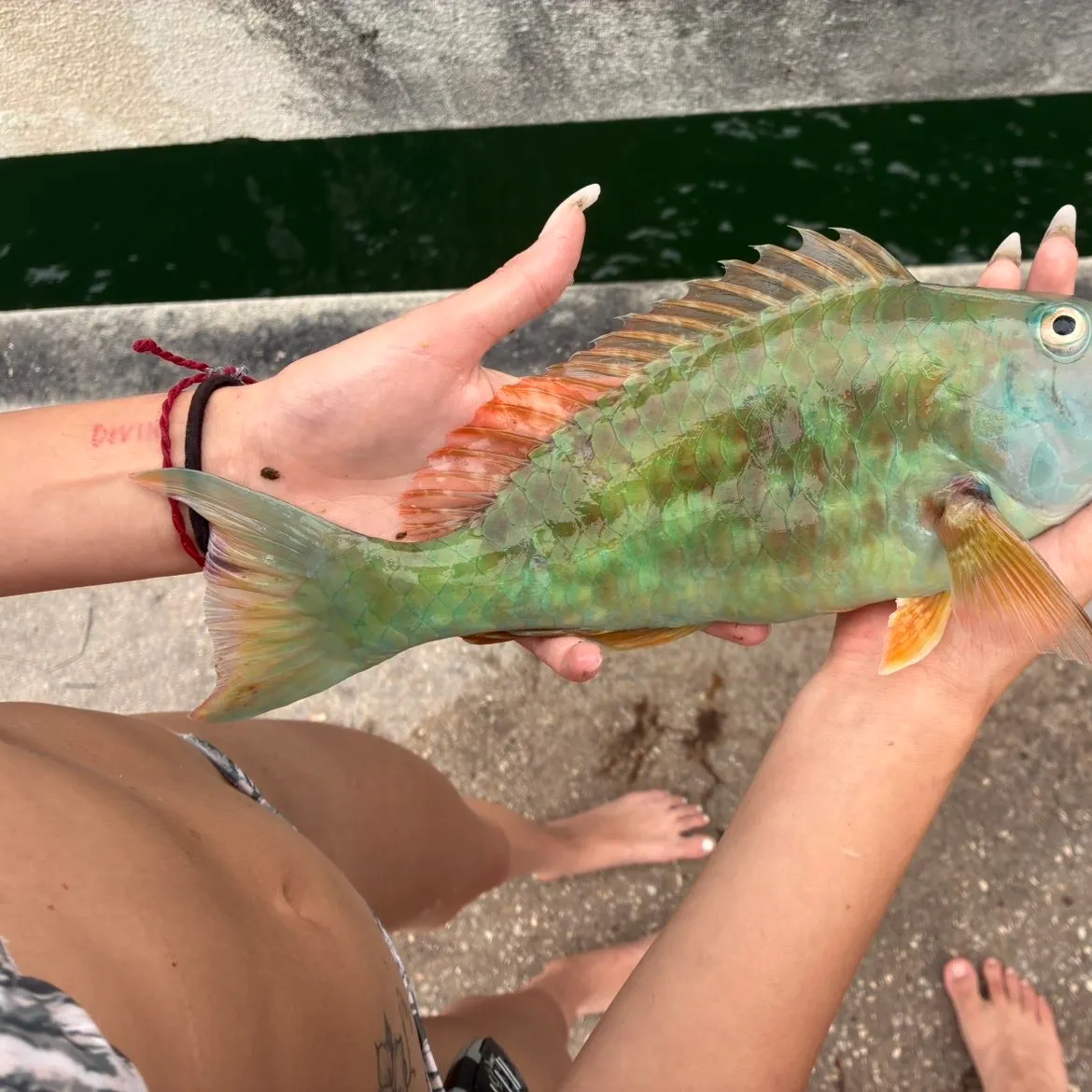 The most recent Eastern blue groper catches on Fishbrain