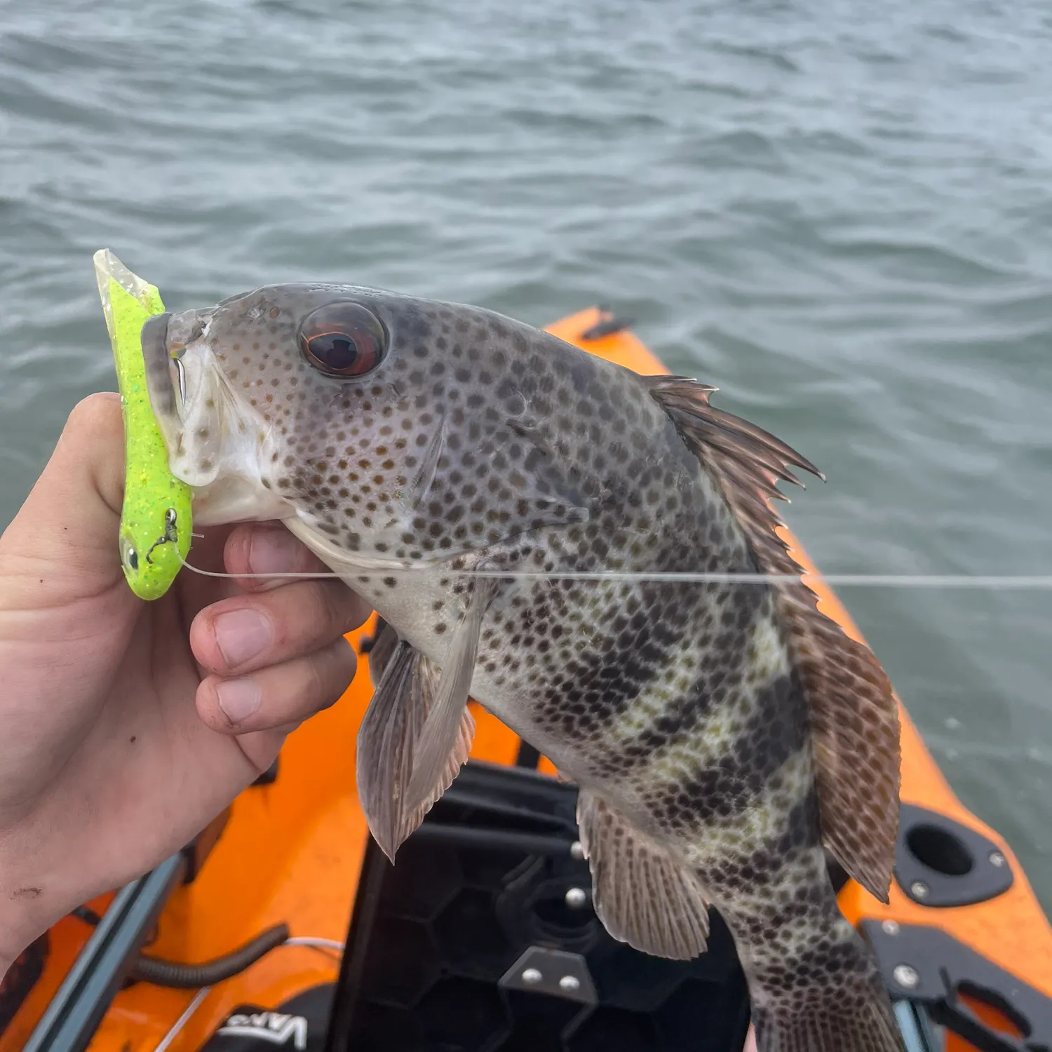 The most recent Spotted sand bass catches on Fishbrain