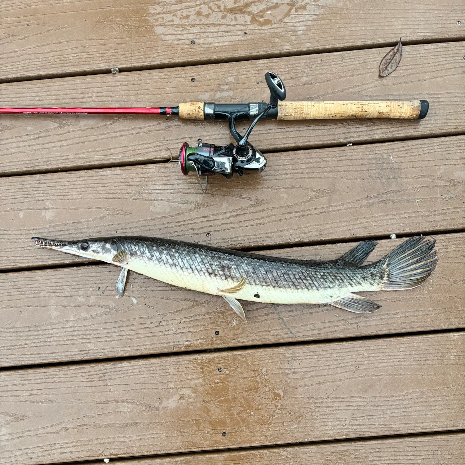 The most recent Florida gar catches on Fishbrain