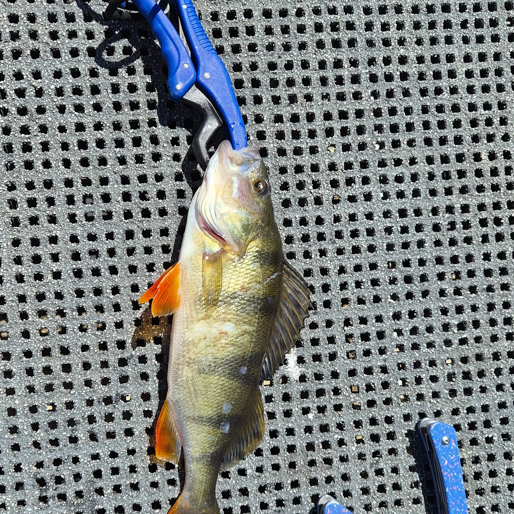 European perch caught on Fishbrain