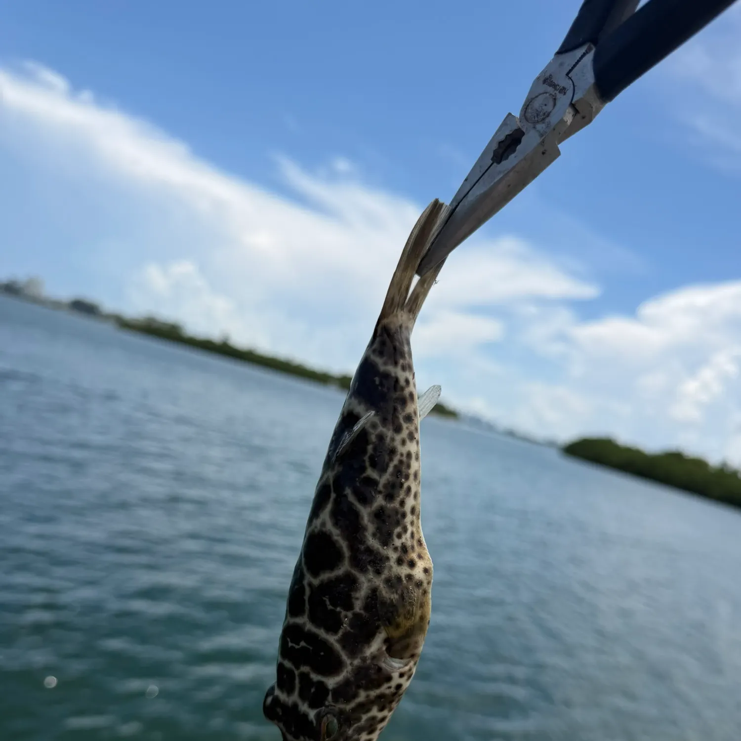 Checkered puffer caught on Fishbrain