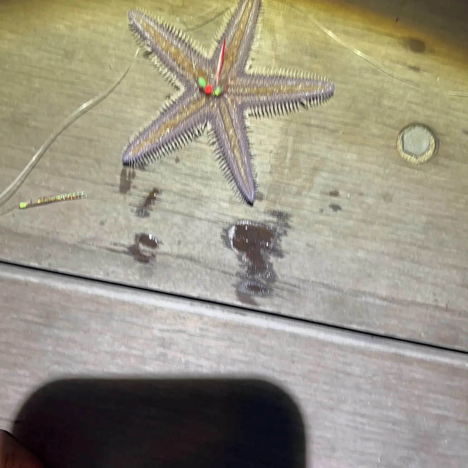 The most recent Spiny butterfly ray catches on Fishbrain