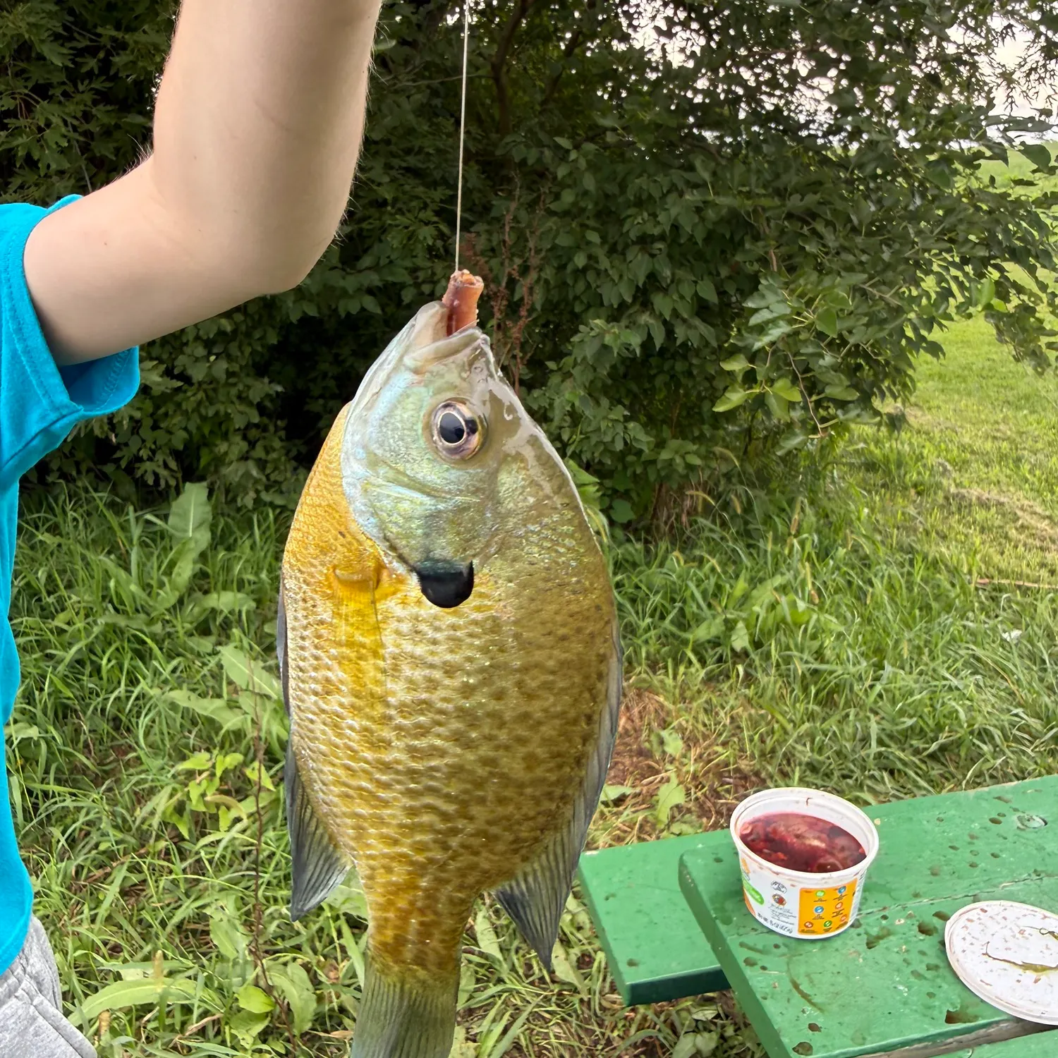 Bluegill caught on Fishbrain