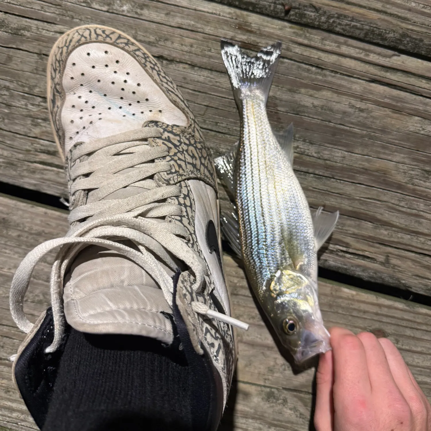 Striped bass caught on Fishbrain