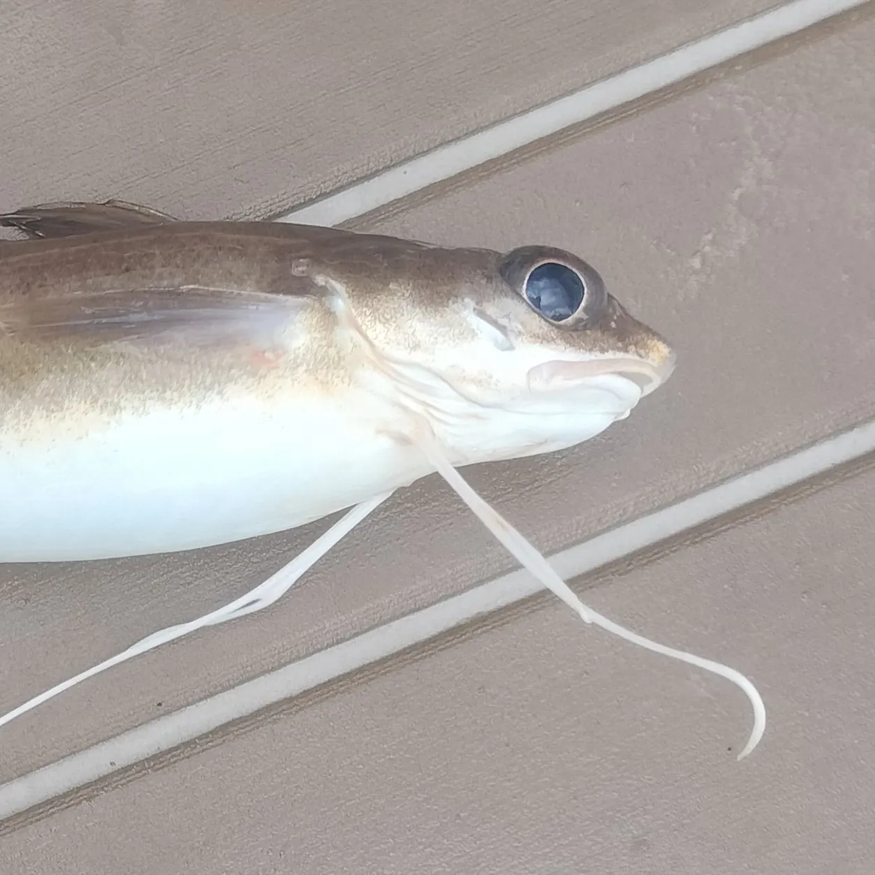 The most recent White hake catches on Fishbrain