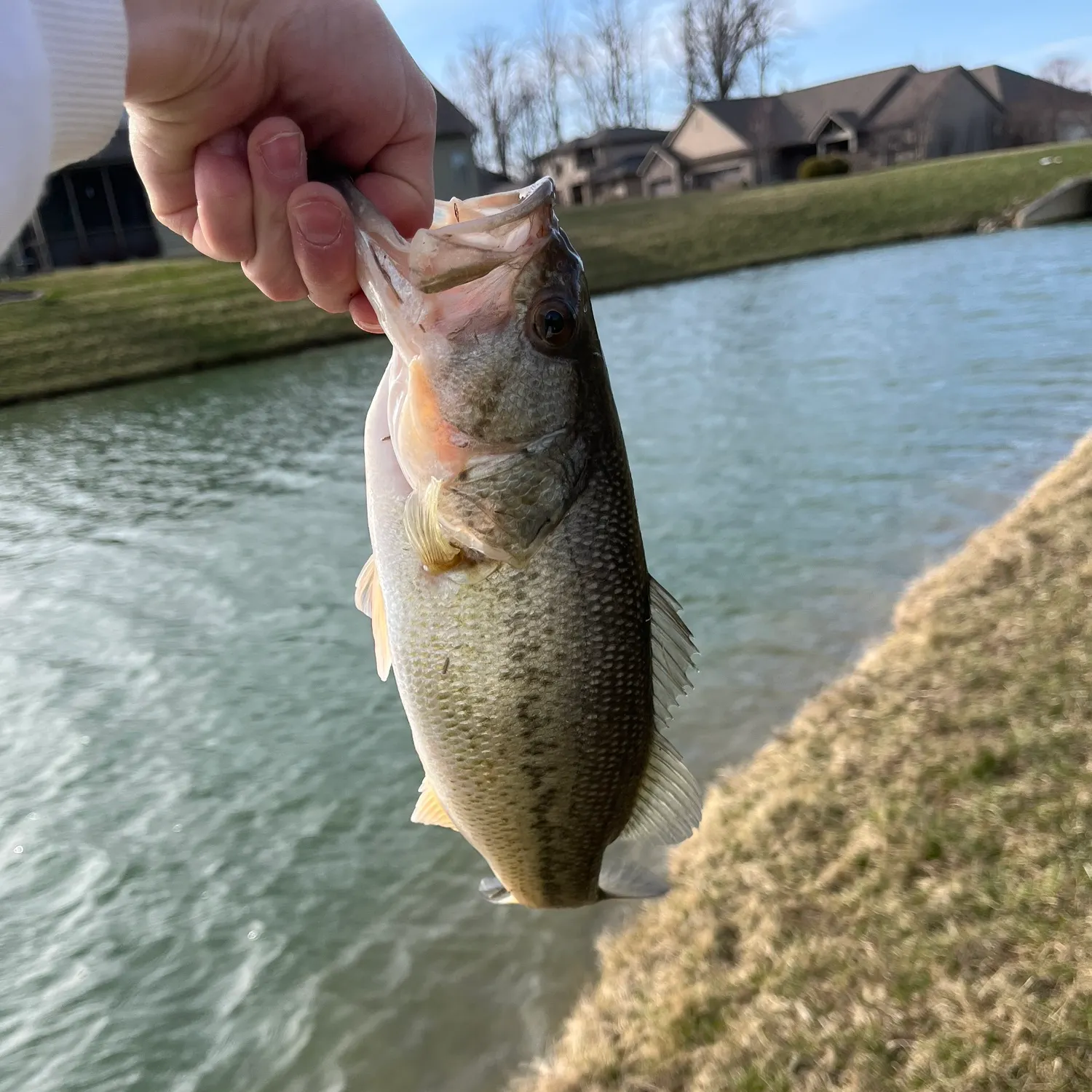 most liked catch image