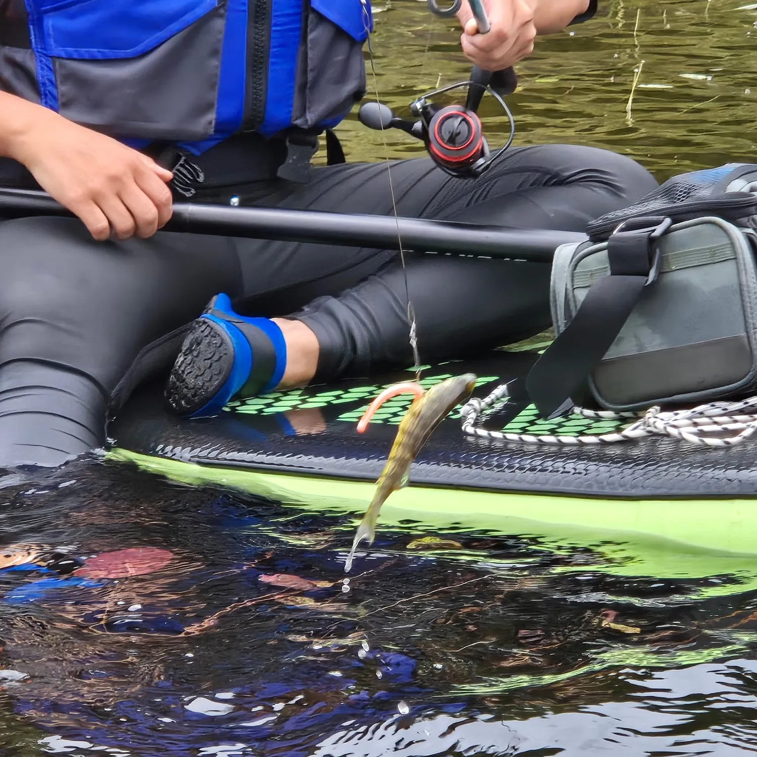 Yellow perch caught on Fishbrain