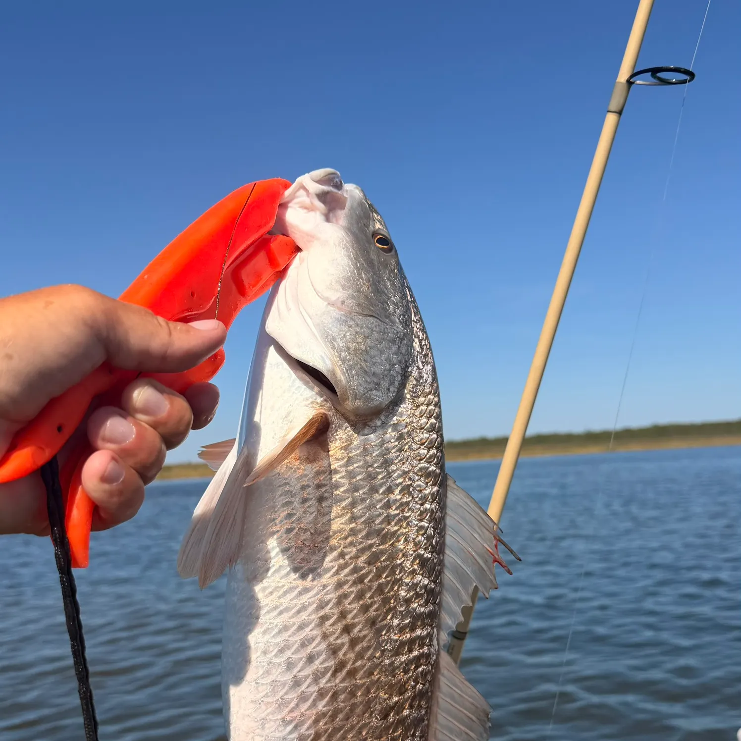 Red drum caught on Fishbrain