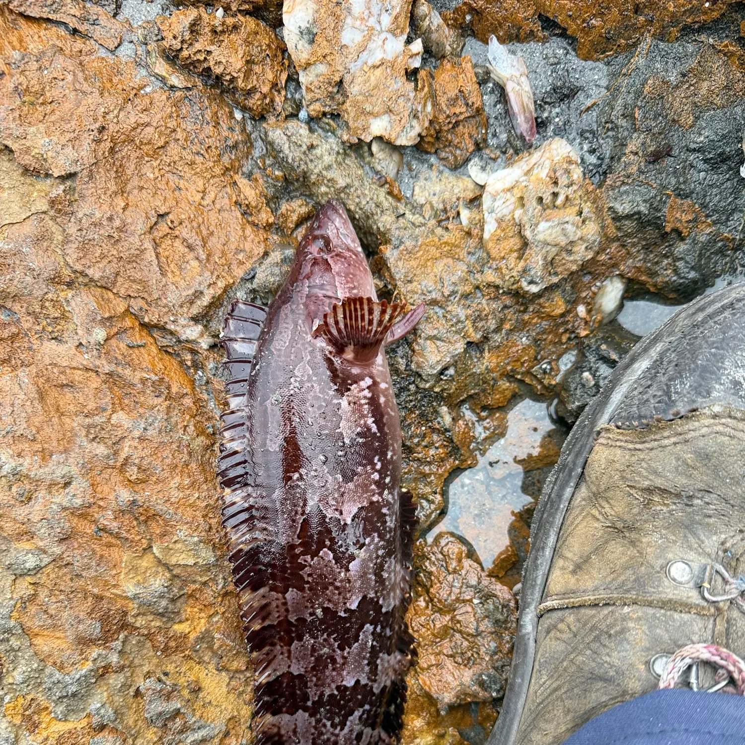 The most recent Giant kelpfish catches on Fishbrain