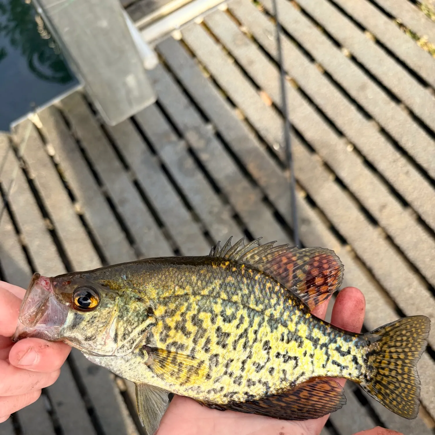 catch