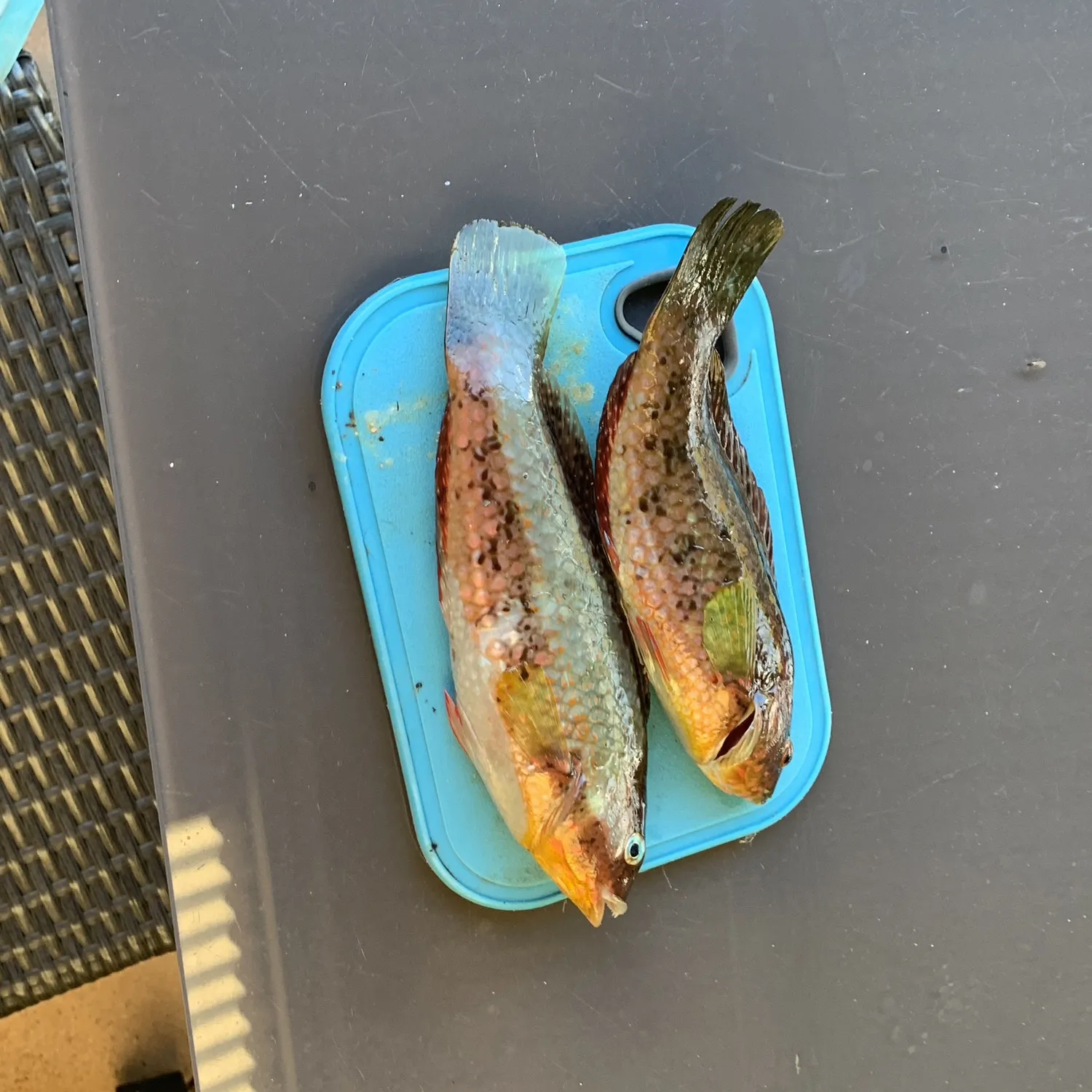 The most recent Rock wrasse catches on Fishbrain