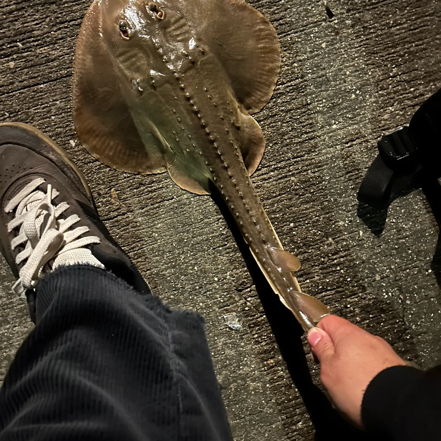 The most recent Thornback guitarfish catches on Fishbrain