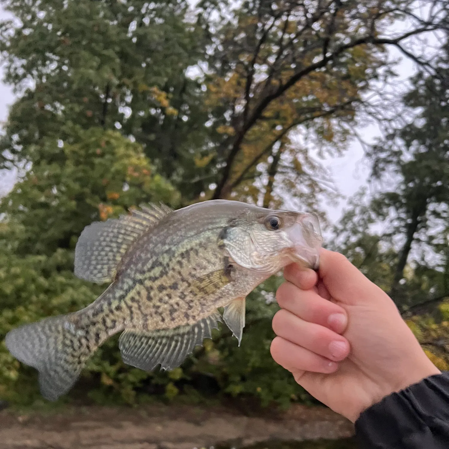 Black crappie caught on Fishbrain