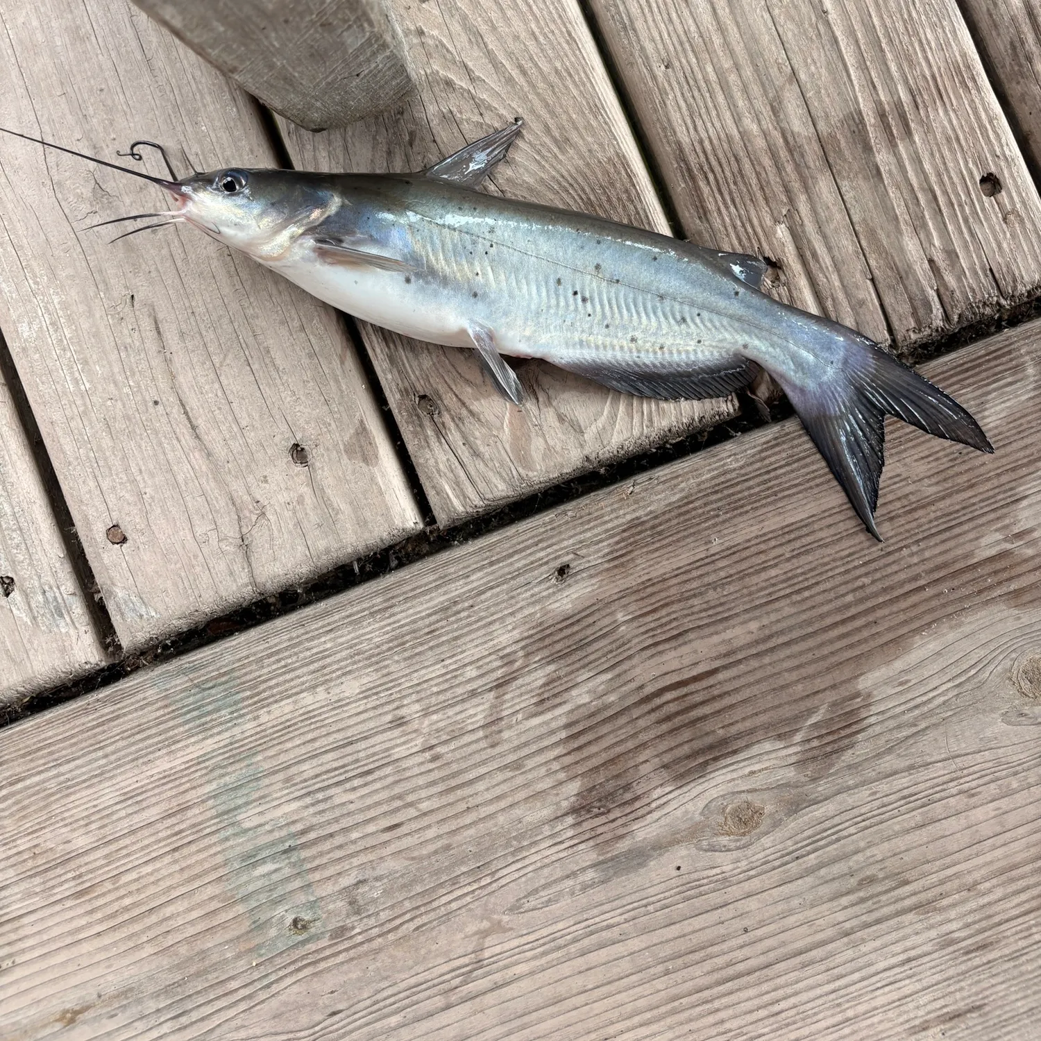 Channel catfish caught on Fishbrain