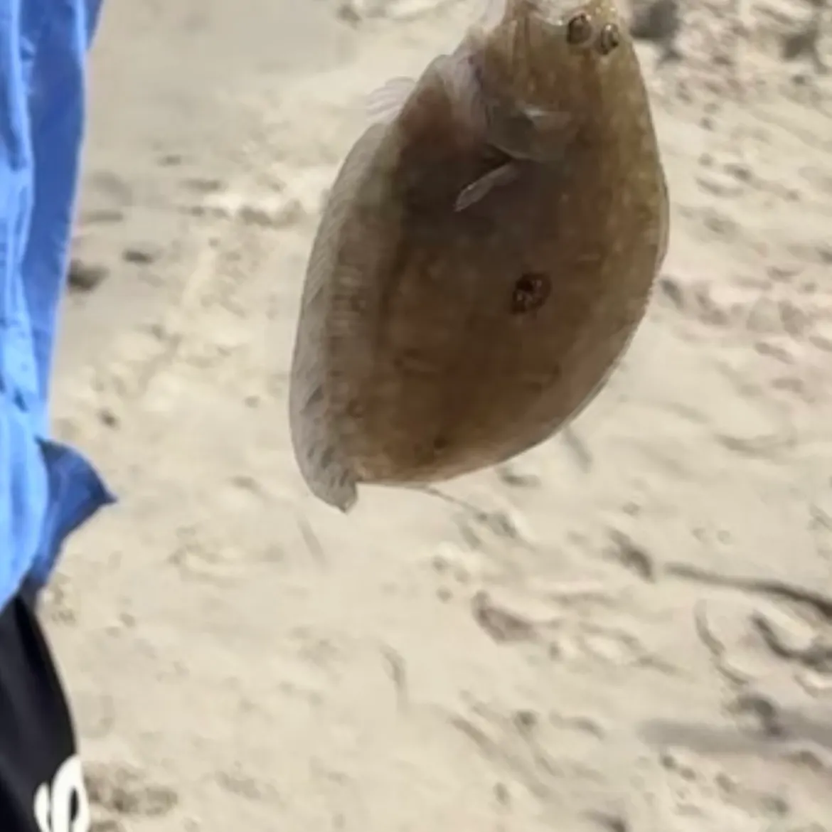 The most recent Yellowbelly flounder catches on Fishbrain