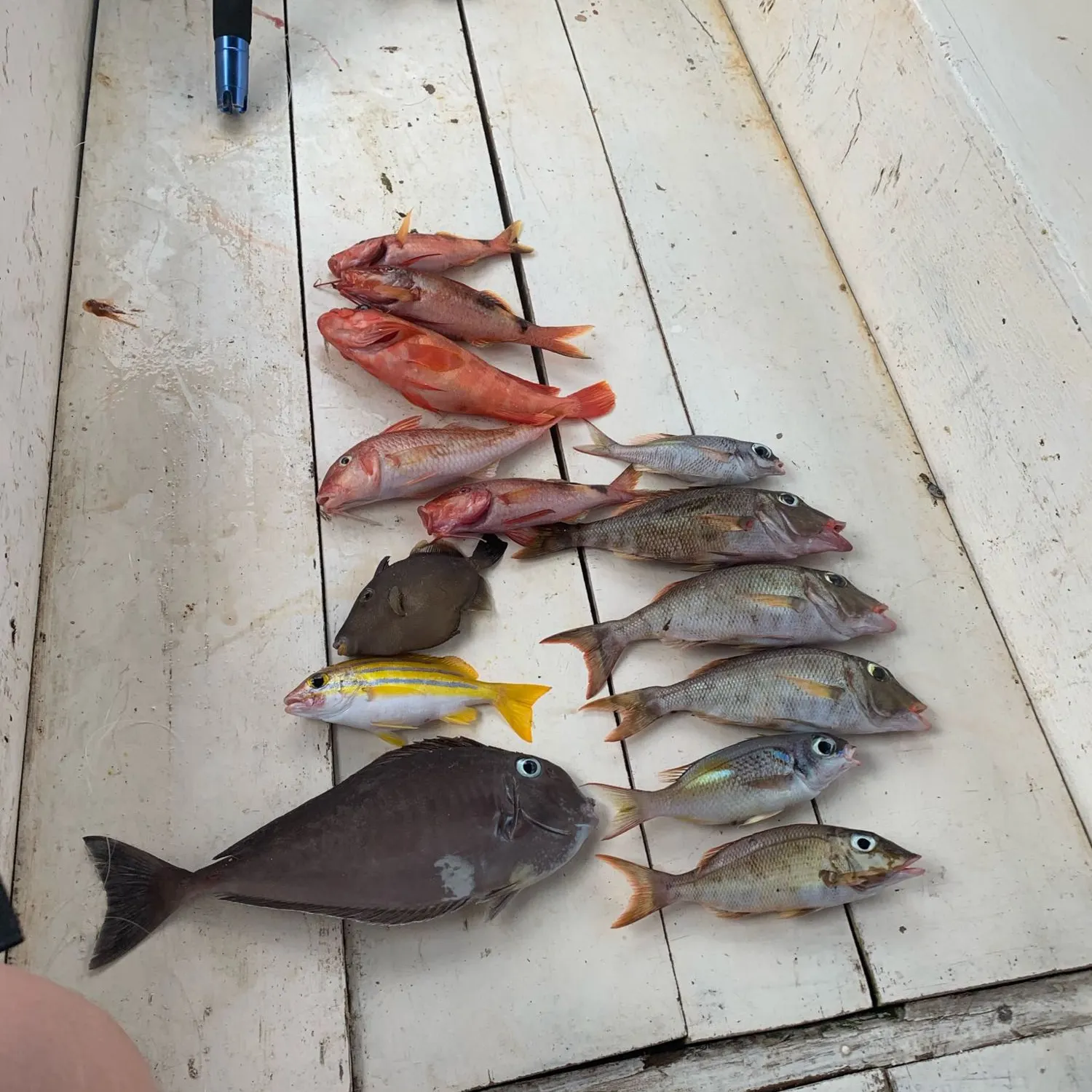 recently logged catches