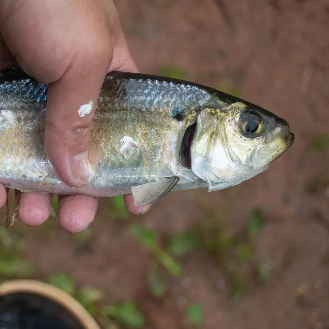 The most recent Alewife catches on Fishbrain