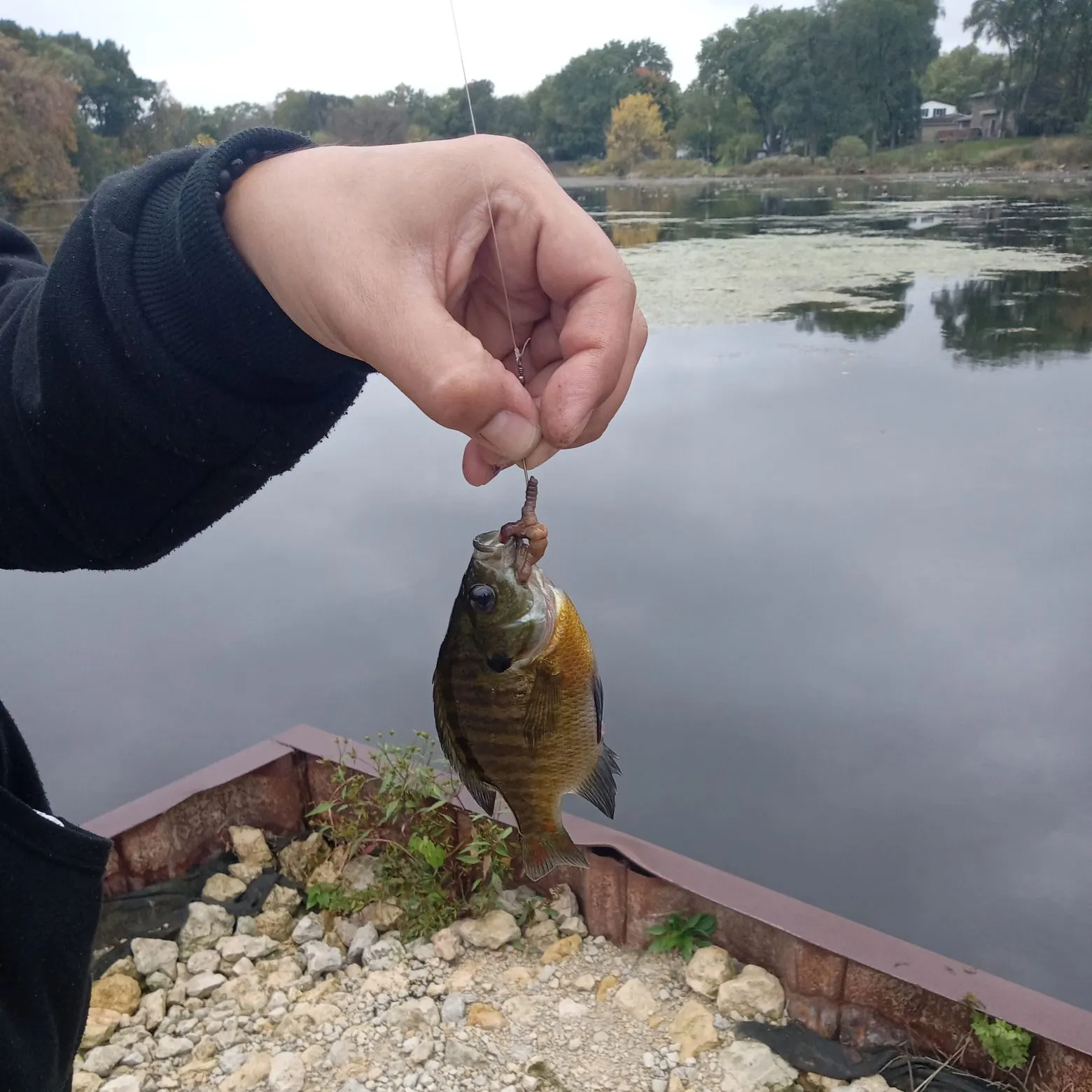 Bluegill caught on Fishbrain