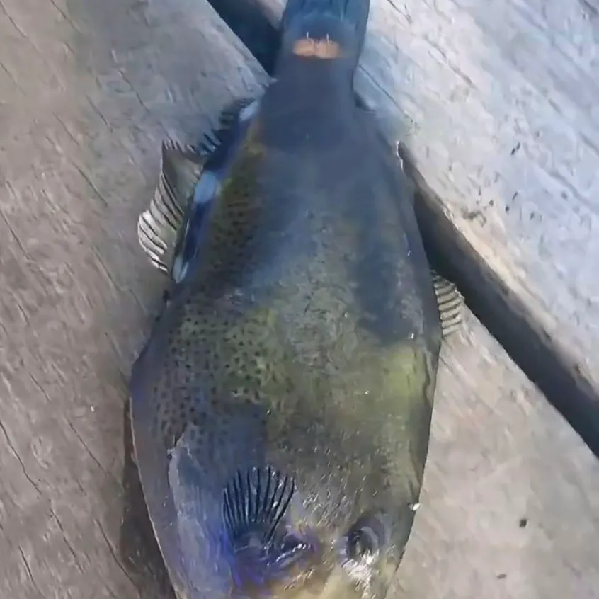 The most recent Six-spined leatherjacket catches on Fishbrain
