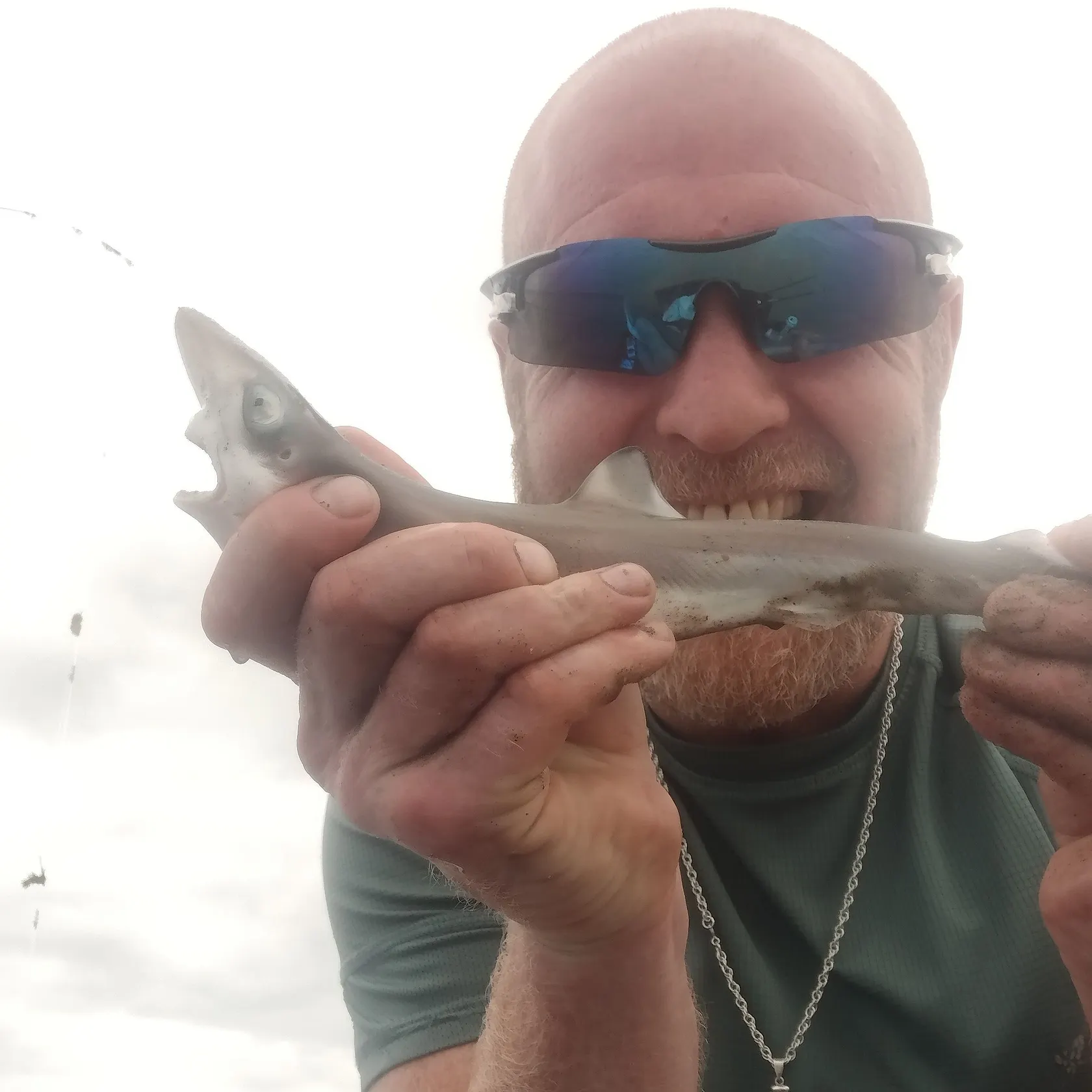 The most recent Tope shark catches on Fishbrain